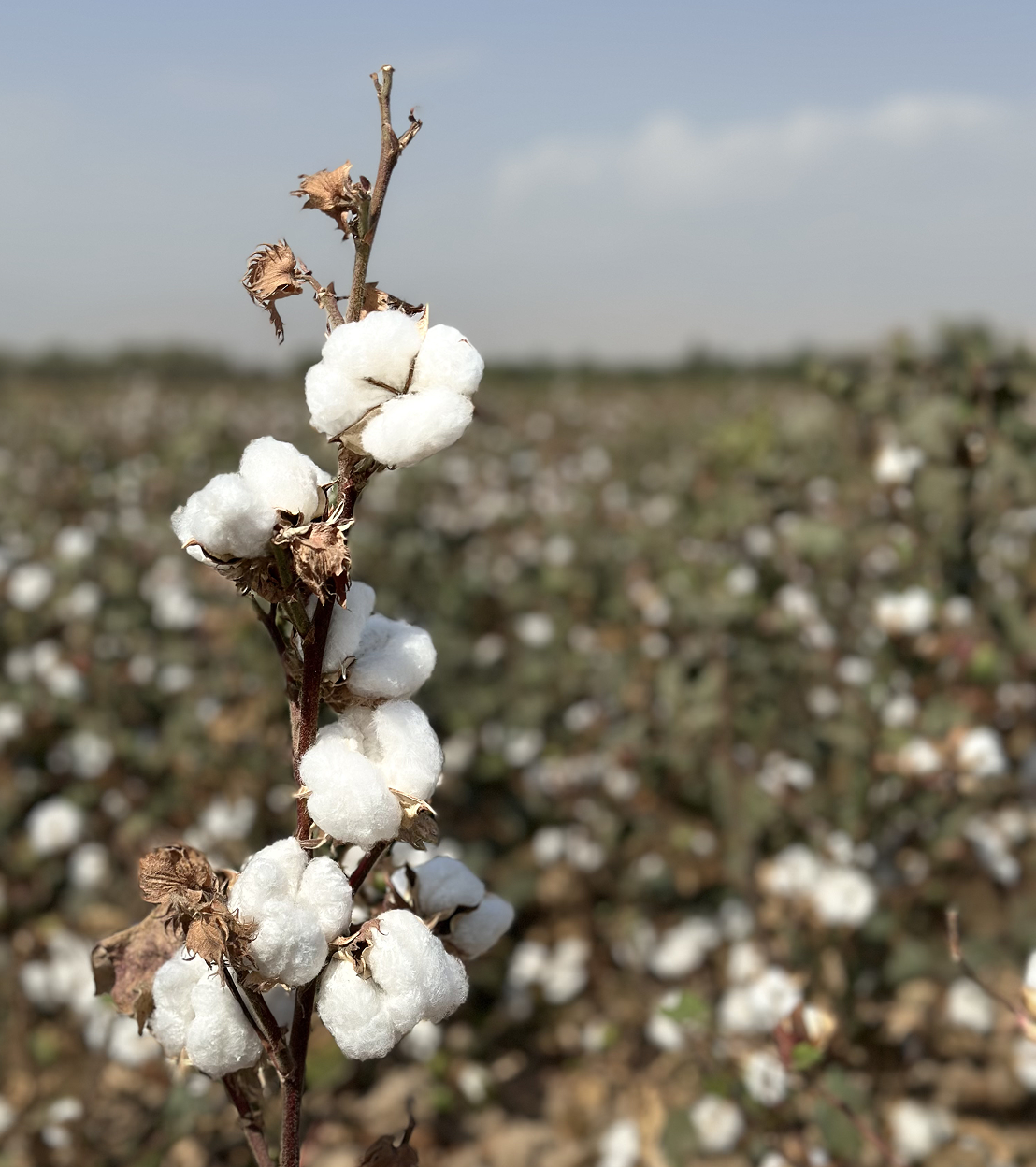 Cotton Field